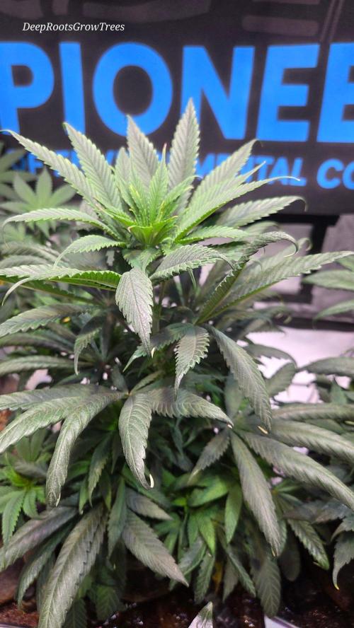 GOLOSA DELICIOUS SEED. Week 9