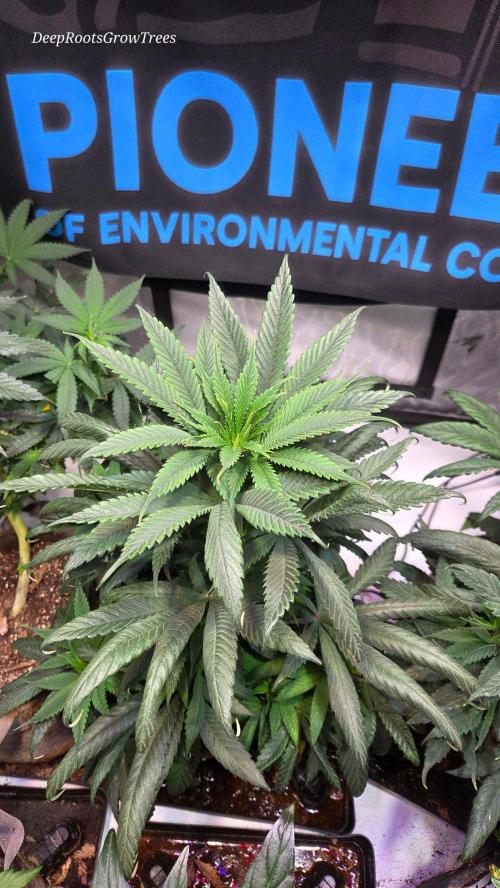 GOLOSA DELICIOUS SEED. Week 9