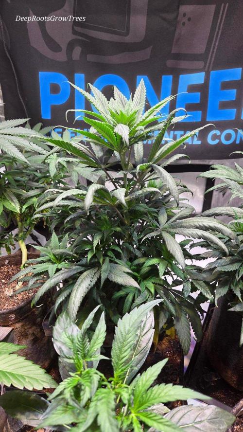 GOLOSA DELICIOUS SEED. Week 9