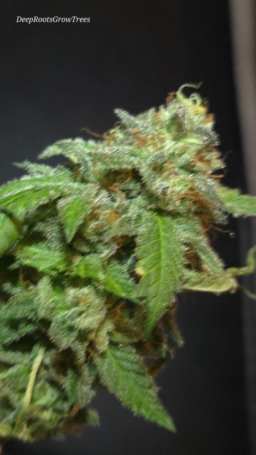 GG4 SHERBERT FF / FASTBUDS 420. Week 18