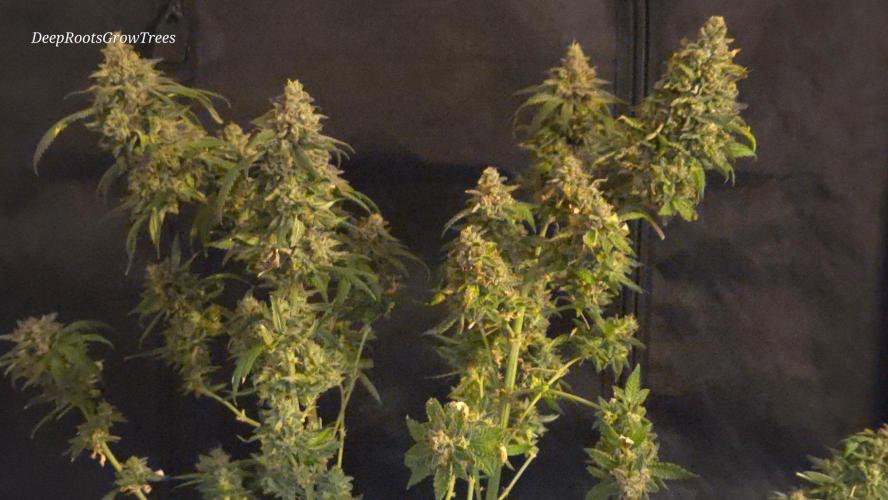 GG4 SHERBERT FF / FASTBUDS 420. Week 18