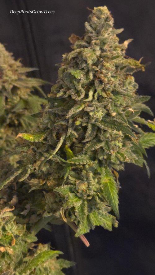 GG4 SHERBERT FF / FASTBUDS 420. Week 18