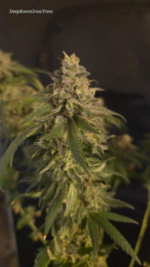 GG4 SHERBERT FF / FASTBUDS 420. Week 18