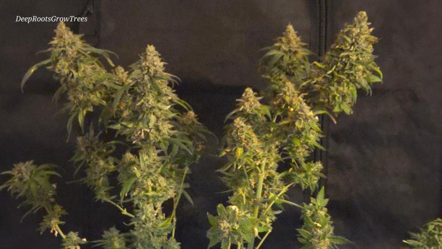 GG4 SHERBERT FF / FASTBUDS 420. Week 18