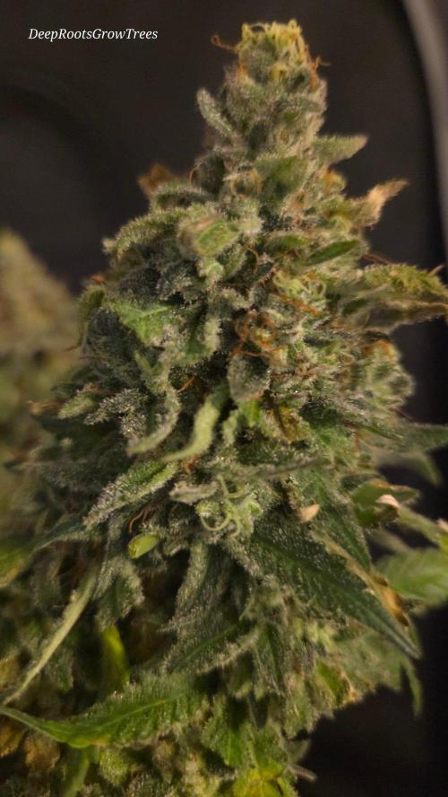GG4 SHERBERT FF / FASTBUDS 420. Week 18