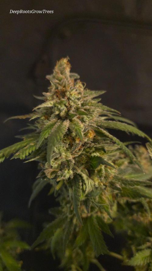 GG4 SHERBERT FF / FASTBUDS 420. Week 18