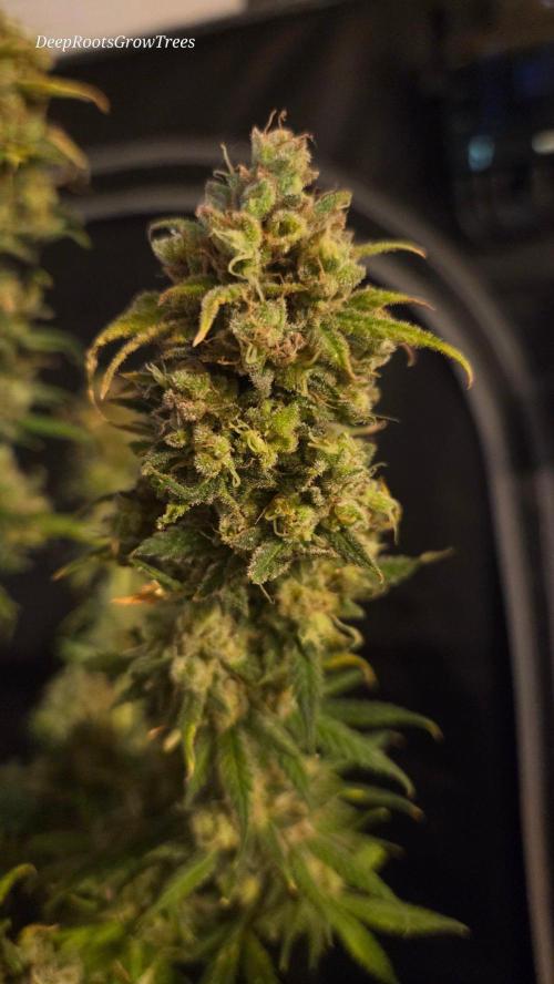 ORANGE 🍊 SHERBERT / FASTBUDS 420. Week 18