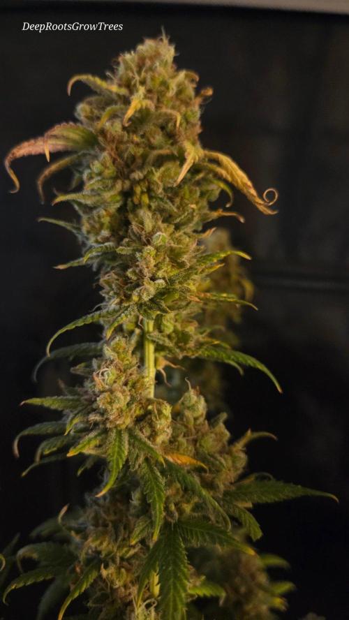 ORANGE 🍊 SHERBERT / FASTBUDS 420. Week 18