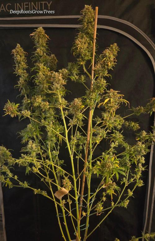 ORANGE 🍊 SHERBERT / FASTBUDS 420. Week 18