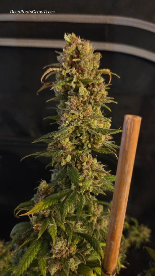 ORANGE 🍊 SHERBERT / FASTBUDS 420. Week 18