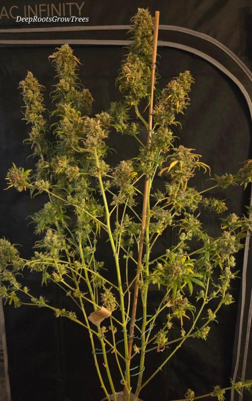 ORANGE 🍊 SHERBERT / FASTBUDS 420. Week 18
