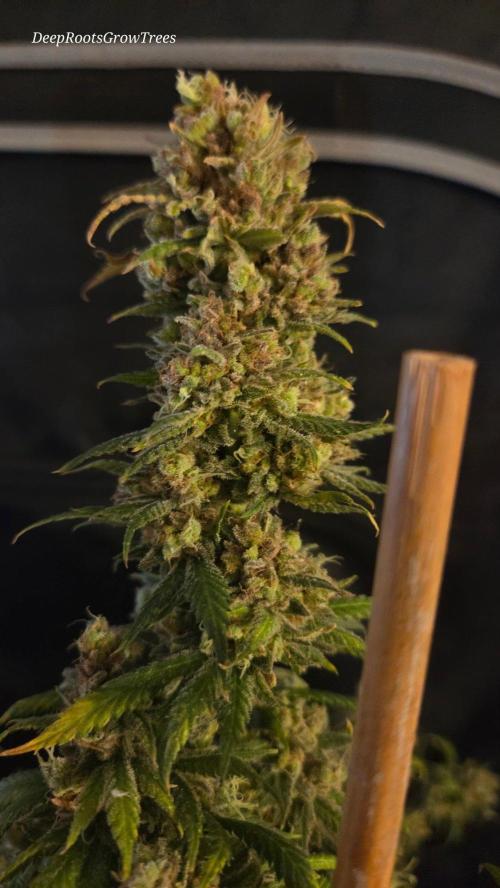 ORANGE 🍊 SHERBERT / FASTBUDS 420. Week 18