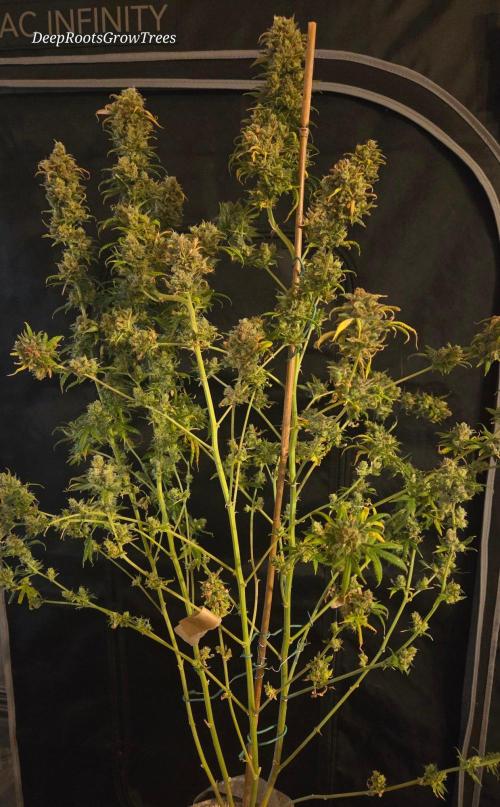 ORANGE 🍊 SHERBERT / FASTBUDS 420. Week 18