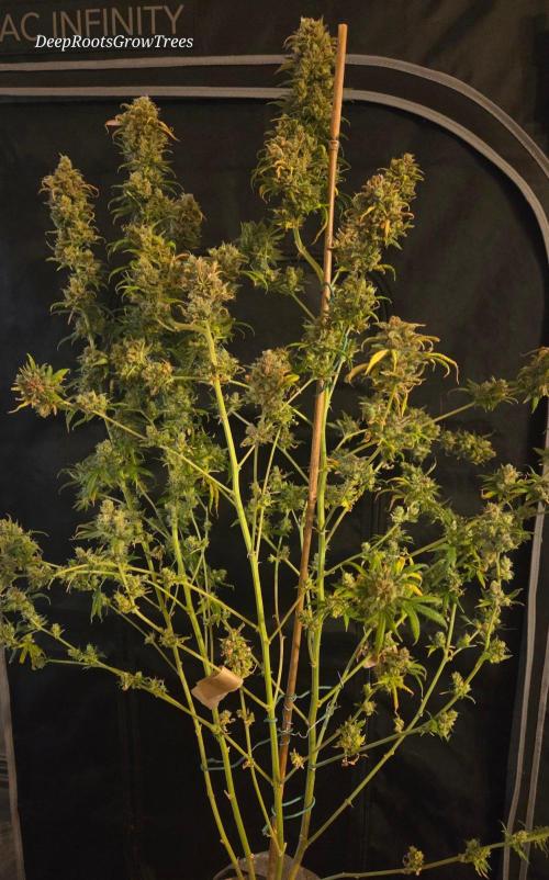 ORANGE 🍊 SHERBERT / FASTBUDS 420. Week 18
