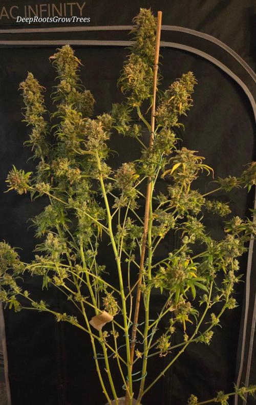 ORANGE 🍊 SHERBERT / FASTBUDS 420. Week 18