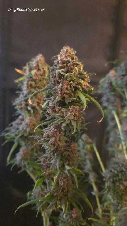 SPECIAL GROW CBD/THC. Week 19