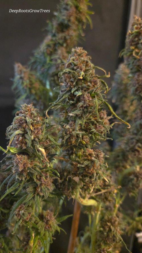 SPECIAL GROW CBD/THC. Week 19