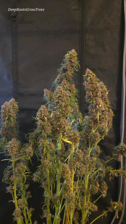 SPECIAL GROW CBD/THC. Week 19