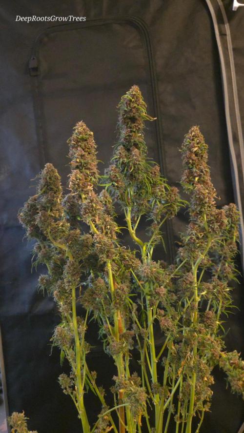 SPECIAL GROW CBD/THC. Week 19