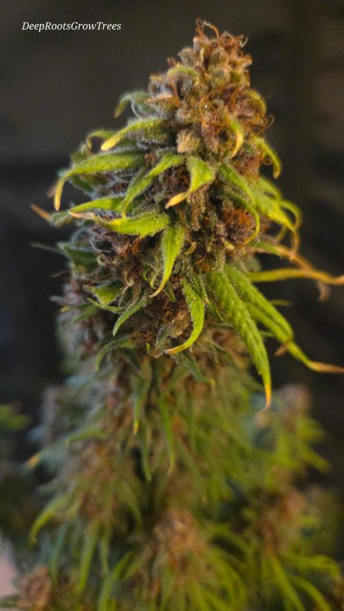 SPECIAL GROW CBD/THC. Week 19