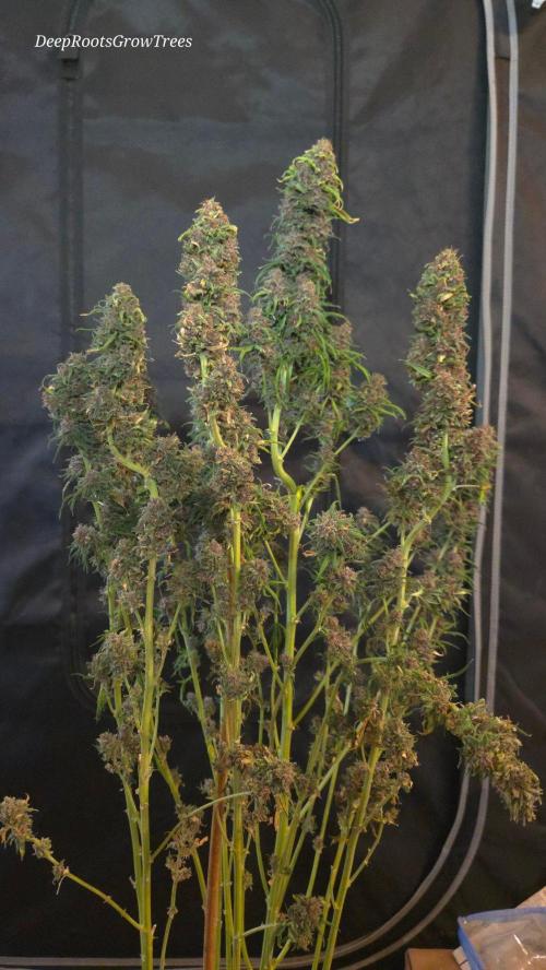 SPECIAL GROW CBD/THC. Week 19