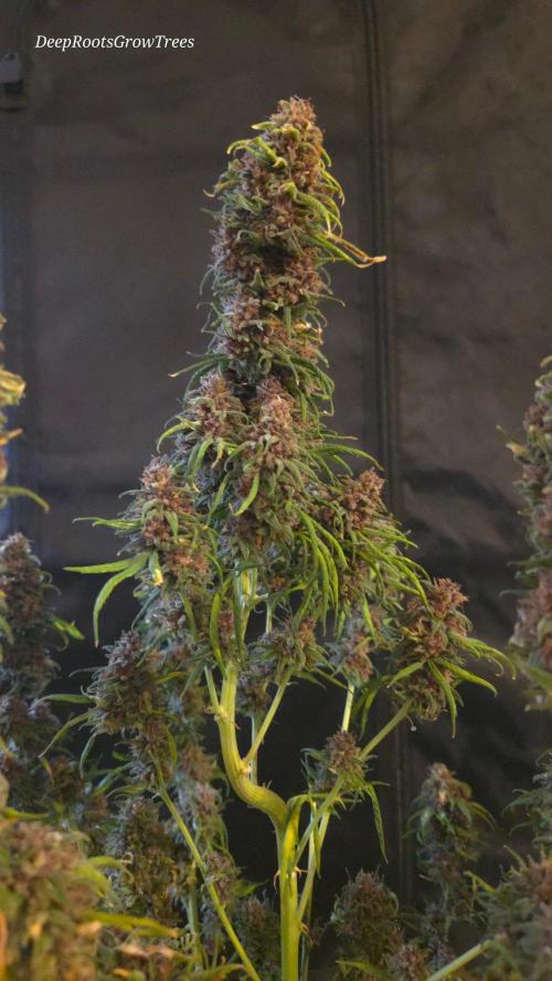 SPECIAL GROW CBD/THC. Week 19