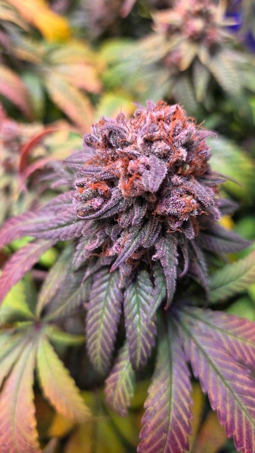 SPECIAL GROW CBD/THC. Week 19 - CHP 