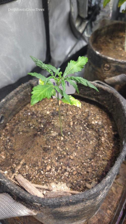 SUNSET 🌅 SHERBERT  GO FAST. Week 2