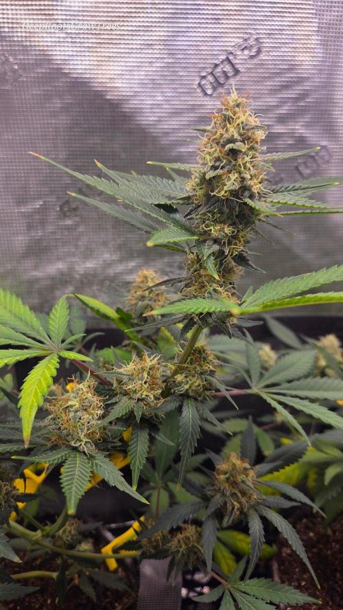 GODFATHER OG AUTO. Week 10