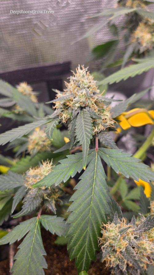 GODFATHER OG AUTO. Week 10