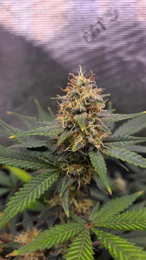 GODFATHER OG AUTO. Week 10