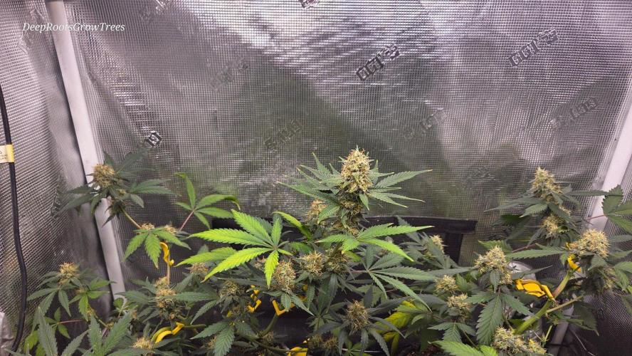 GODFATHER OG AUTO. Week 10