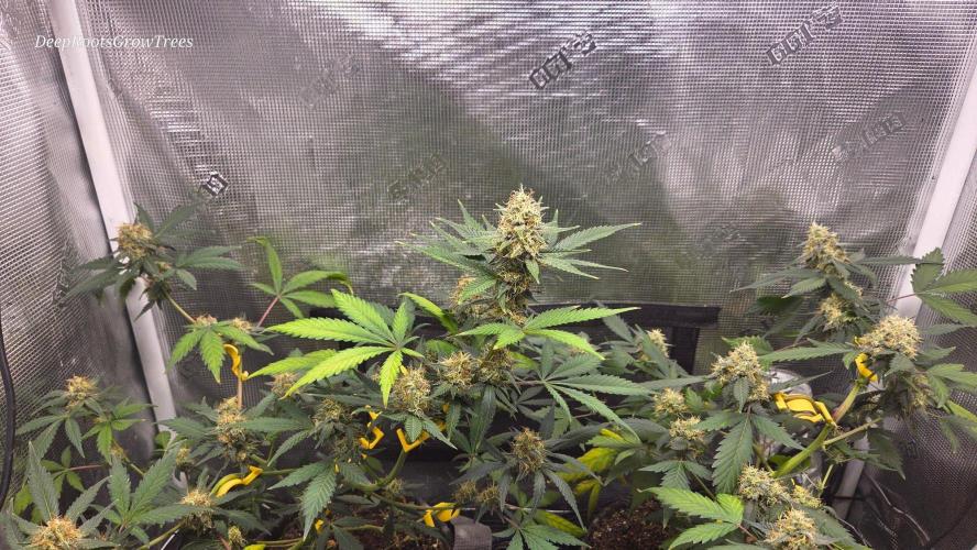 GODFATHER OG AUTO. Week 10
