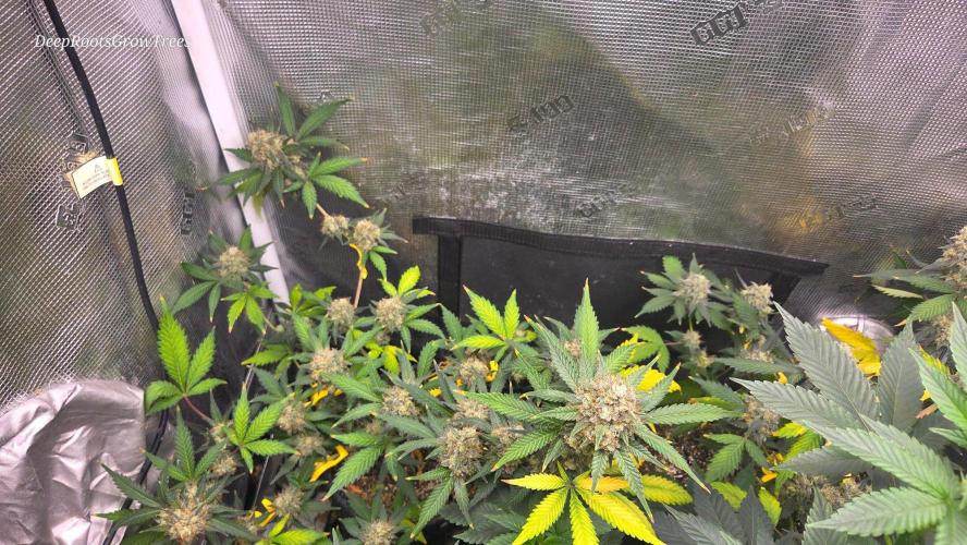 GODFATHER OG AUTO. Week 12