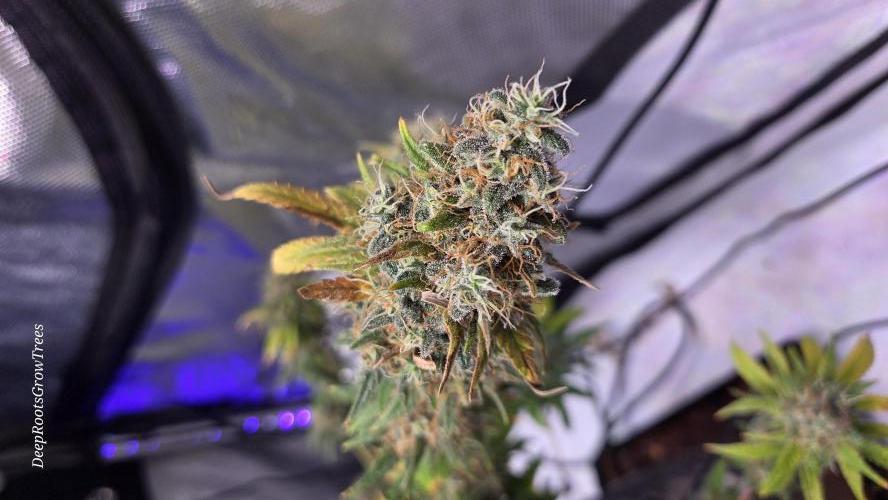 STICKY BROCCOLI 🥦 PLAGRON. Week 15