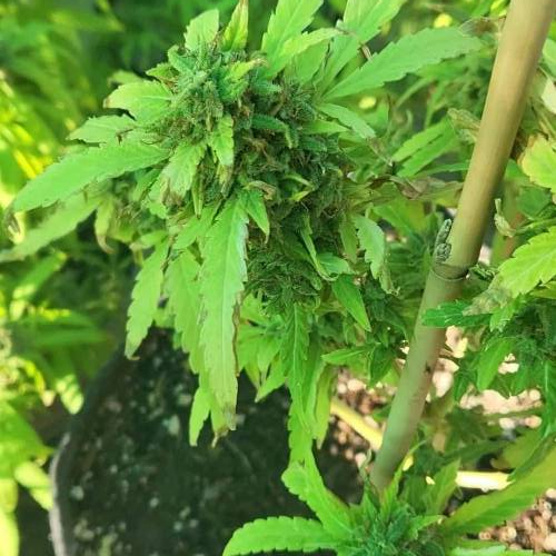 COLOMBIAN JACK BY KANNABIA