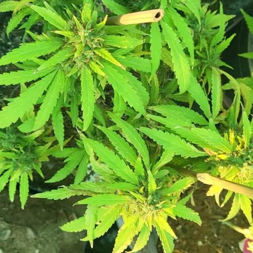 COLOMBIAN JACK BY KANNABIA