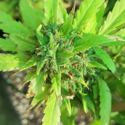 COLOMBIAN JACK BY KANNABIA