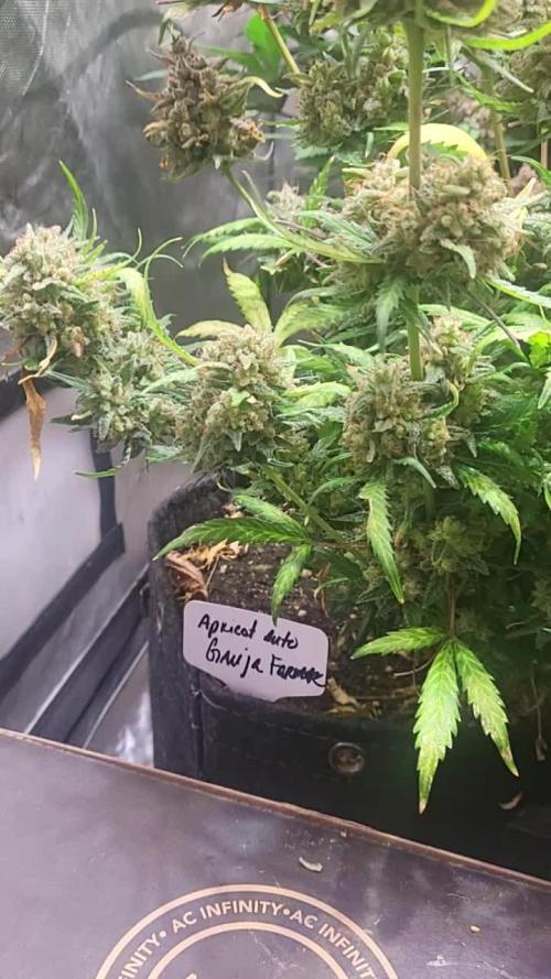 APRICOT GORILLA AUTO / GANJA FARMER 