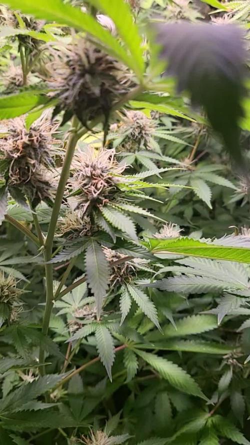MIMOSA ZKITTLEZ FF / GANJA FARMER 