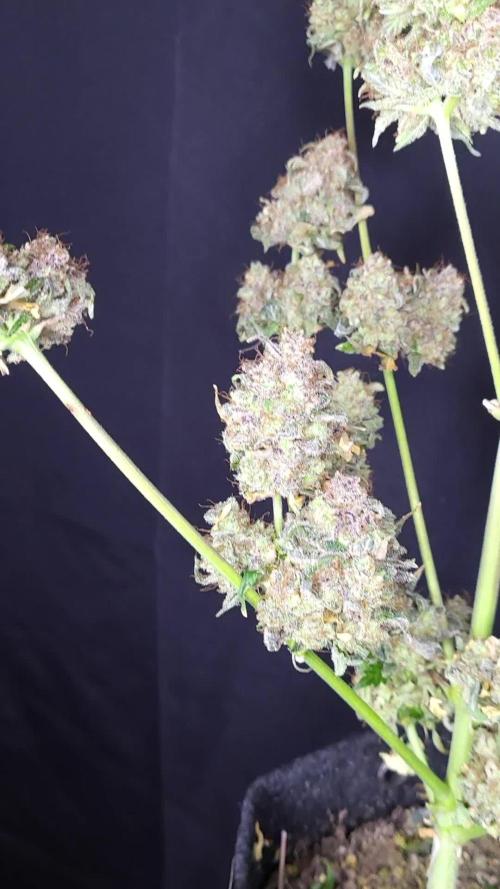 APRICOT GORILLA AUTO / GANJA FARMER 