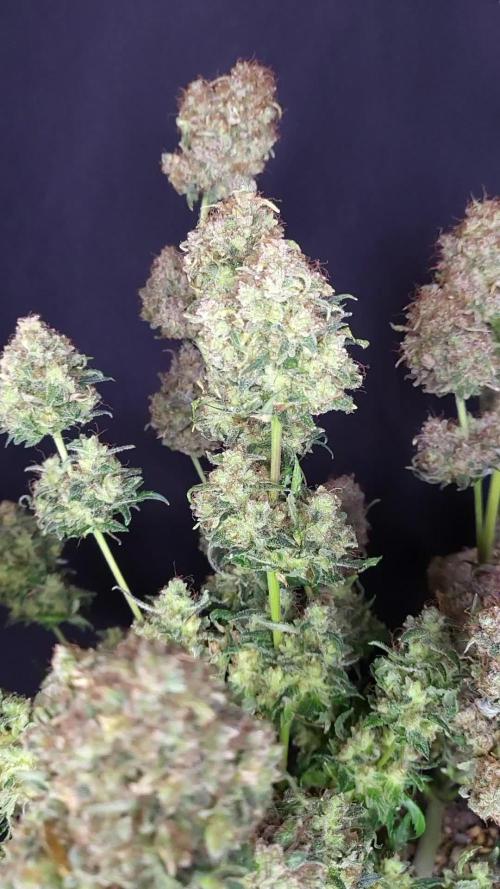 APRICOT GORILLA AUTO / GANJA FARMER 