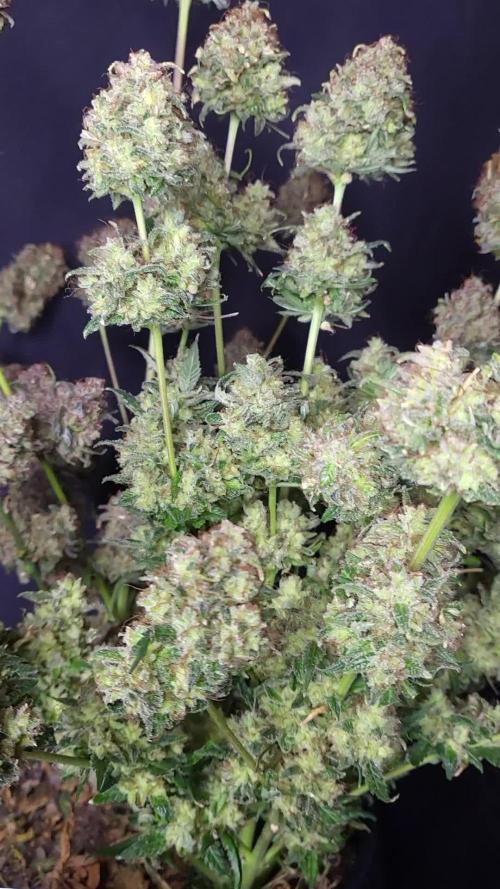 APRICOT GORILLA AUTO / GANJA FARMER 