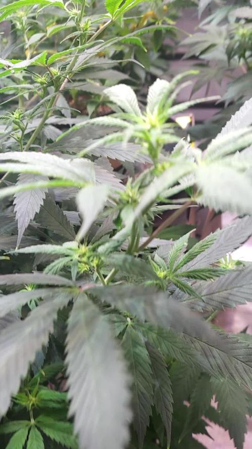 JOANNE'S CBD / ROYAL QUEEN SEEDS 