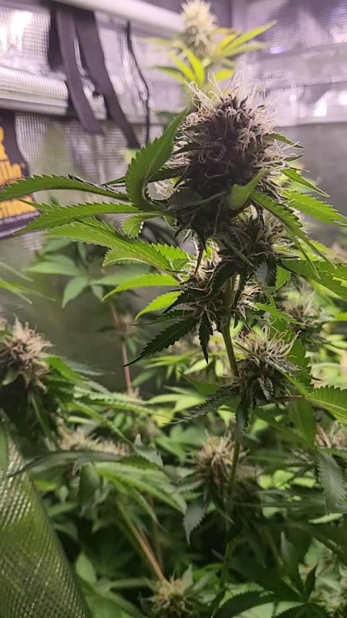 MIMOSA ZKITTLEZ FF / GANJA FARMER 