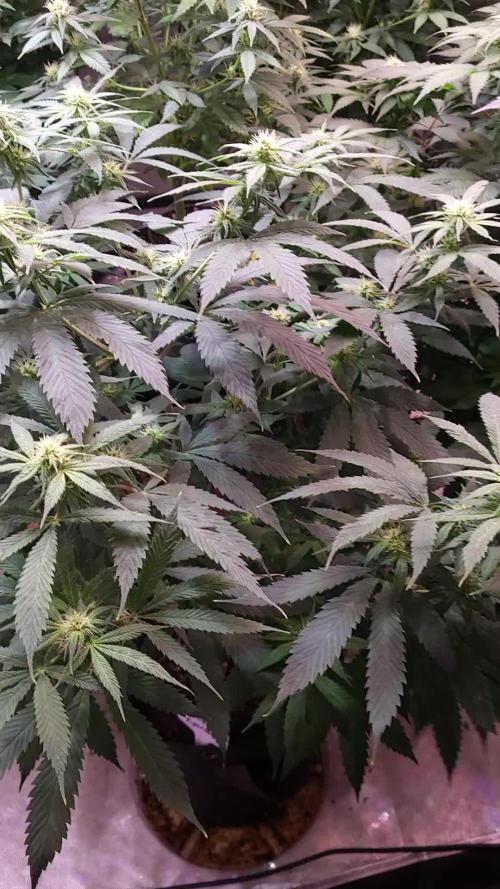 JOANNE'S CBD / ROYAL QUEEN SEEDS 