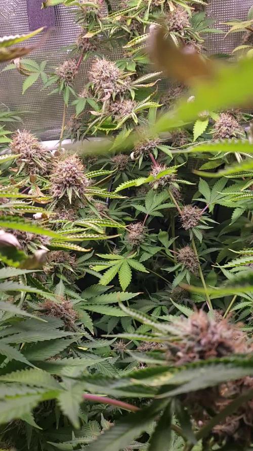 MIMOSA ZKITTLEZ FF / GANJA FARMER 