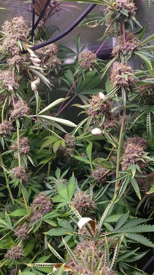 MIMOSA ZKITTLEZ FF / GANJA FARMER 