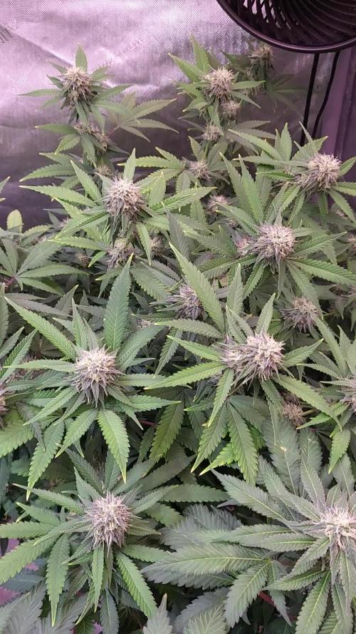 DIVINE OG KUSH   / DIVINE SEEDS 