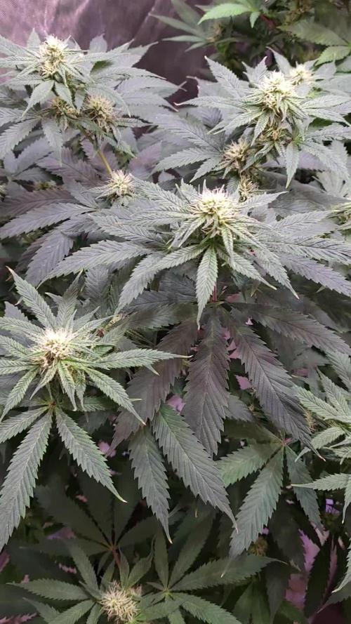 JOANNE'S CBD / ROYAL QUEEN SEEDS 